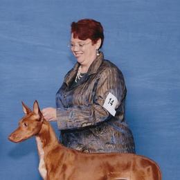 Pharaoh Hounds from Kaije Kennels - AKC Breeder of Merit - Bronze