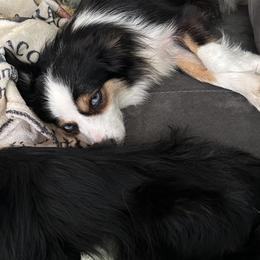Ray - Toy Australian Shepherd