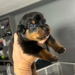 Red Male - Black and tan male Rottweiler puppy in Indianapolis, Indiana from Rottgang Rottweilers