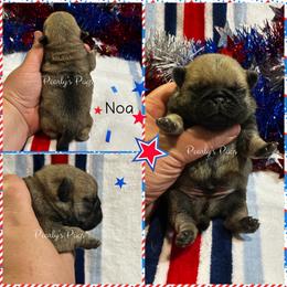 Noa - Fawn male Pug puppy in Summerville, Georgia from Pearly’s Pugs & Pollywog Poodles