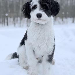 Marshall - Sheepadoodle