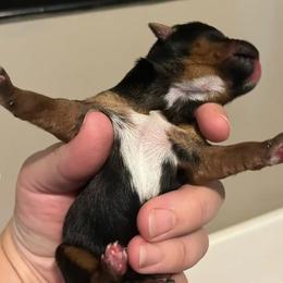 Murphy Lee - Black and tan male Yorkshire Terrier puppy in Beavercreek, Ohio from The Yorkie Den, LLC