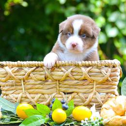 Australian Shepherd Puppies from CherryCove Aussies