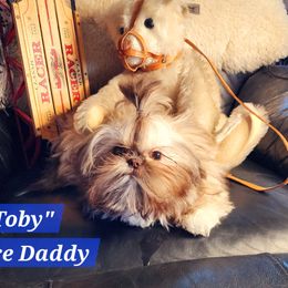 Tobi - Shih Tzu
