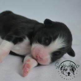 Dream - Black tri-color female Australian Shepherd puppy in Fultonville, New York from Sandy Aussies & Pomeranians