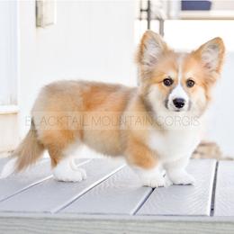 Juno - Pembroke Welsh Corgi
