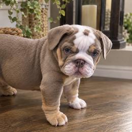 Elton - Lilac tri-color male Bulldog puppy in De Ridder, Louisiana from ABC Bulldogs