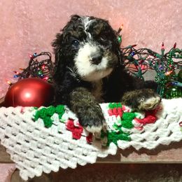 Bernedoodle Puppies from Moose Tracks Bernedoodles