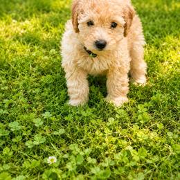 Hardy - Apricot male Goldendoodle puppy in Norris, Tennessee from Young Farms