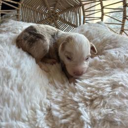 Daisy - Red merle female Australian Shepherd puppy in Grants Pass, Oregon from Carmel Mountain Aussies