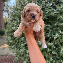 Sunny - Red  male Goldendoodle puppy in Battleground, Washington from Doodles Delight PNW