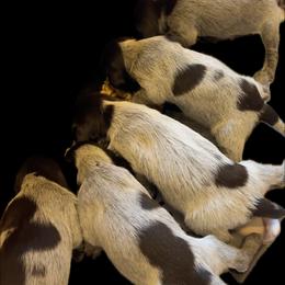 Wirehaired Pointing Griffon Puppies from VC Studs / Sugar Pine Griffon Puppies
