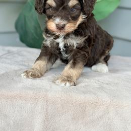 Light Blue - Brown and white male Bernedoodle puppy in Charleston, South Carolina from Palm Belle Doodles