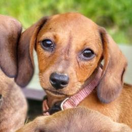 Kiwi- Small, Mighty, and a Talker - Red female Dachshund puppy in Mountain Grove, Missouri from Blueprint K9 Dachshunds- www.BlueprintK9.com