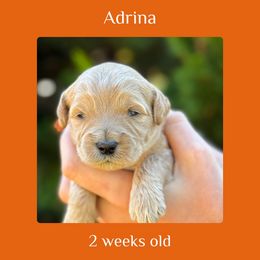 Adrina - orange collar - Cream female Labradoodle puppy in Beavercreek, Oregon from Auburn Sky Labradoodles