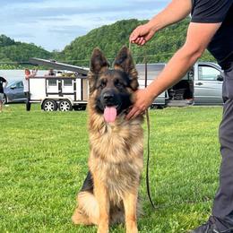 Ares v. Clainen Johan - Black and red male German Shepherd puppy in Harvard, Illinois from Aus Dem Meer German Shepherds