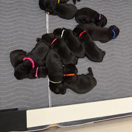 Labrador Retriever Puppies from Brian Kalkbrenner