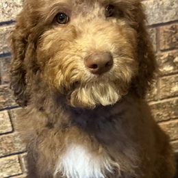 Penelope - Brown and white female Saint Berdoodle puppy in Beach, North Dakota from Badland St. Berdoodles LLC