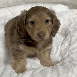Dolly's Chocolate Based Shaded Cream Boy - Cream male Dachshund puppy in Kalama, Washington from Dazzling Doxies