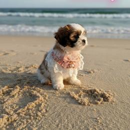 Shih Tzu Puppies from Cindy Hampton