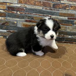 Boy 1 - Black and tan male Pembroke Welsh Corgi puppy in Visalia, California from VIP Stables