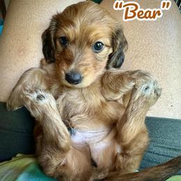 Bear - Red male Assorted Doodle Crosses puppy in Coal City, Indiana from Angel Blue Dogs
