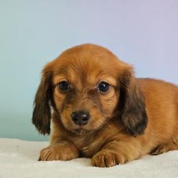 Strawberry- 2800 - Red female Dachshund puppy in Louisburg, North Carolina from Raven Oak's Shepherds & Dachshunds
