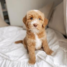 Human Nature - Red  male Goldendoodle puppy in Syracuse, Indiana from The Doodle Cove