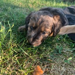Aussiedoodle Puppies from Seattle Aussiedoodles