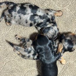 Boy 2 - Black and tan male Dachshund puppy in Coconut Creek, Florida from Kenmar Hounds