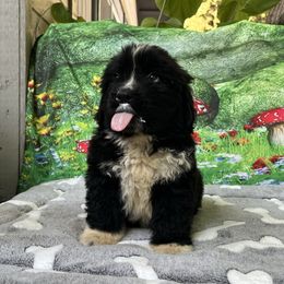 Boy 2 - Black male Newfoundland puppy in Squaw Valley, California from Blossom Trail Kennel