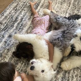 Marlie - Old English Sheepdog