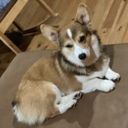 Pembroke Welsh Corgis from Felice Foster