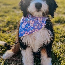 Bernedoodles and Poodles from WWBar Bernedoodles