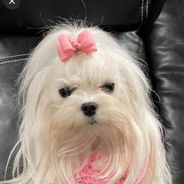 Gracie - Maltese