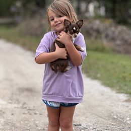 Chihuahua Puppies from Funnyface Frenchies & Long Haired Chihuahuas
