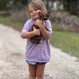Chihuahua Puppies from Funnyface Frenchies & Long Haired Chihuahuas