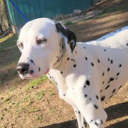 CORA - Dalmatian