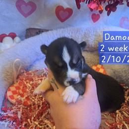 Pembroke Welsh Corgi and Siberian Husky Puppies from Regal Huskies of the Carolinas