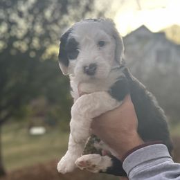Orange Girl - Black and white Sheepadoodle puppy in Bristol, Tennessee from East Tennessee Sheepadoodles