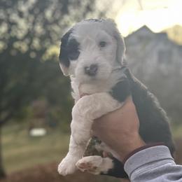Orange Girl - Black and white Sheepadoodle puppy in Bristol, Tennessee from East Tennessee Sheepadoodles