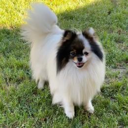 Snooky - Pomeranian