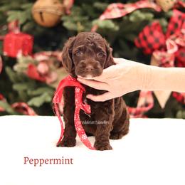 Peppermint - Chocolate male Australian Labradoodle puppy in Hurricane, Utah from Red Desert Doodles