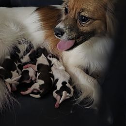 AKC Sable Boy 2 - White and sable male Papillon puppy in Cadiz, Kentucky from Tiny Treasures Papillons