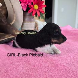 Black pi - Piebald female Dachshund puppy in Cedar City, Utah from Country Doxies
