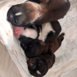 Shih Tzu puppies from Riley Family Shih Tzus