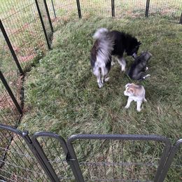 Siberian Husky Puppies from WILLIAM HUNDLEY