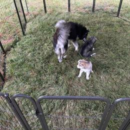 Siberian Husky Puppies from WILLIAM HUNDLEY