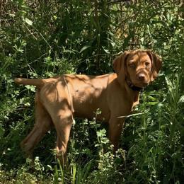 English Springer Spaniel and Vizsla All Grown Up from The Savage Homestead