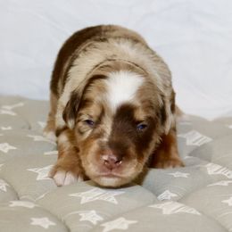 Miniature Australian Shepherd Puppies from Raised Right Pups